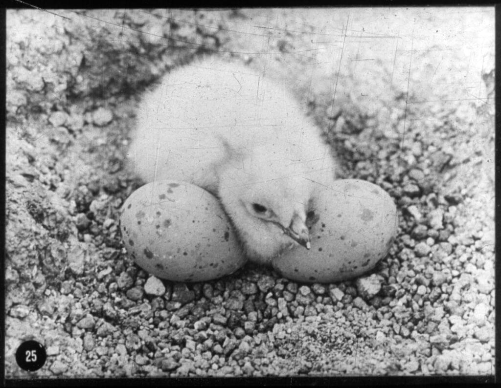 A Skua gull chick and two eggs