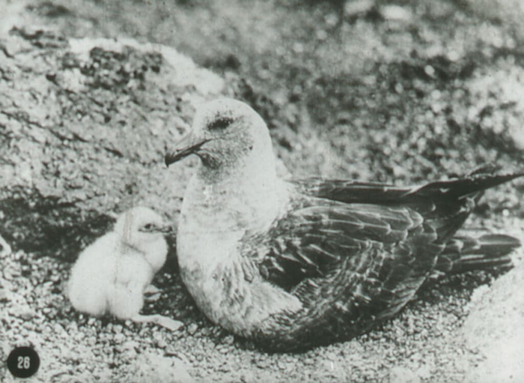 A Skua gull next to its chick