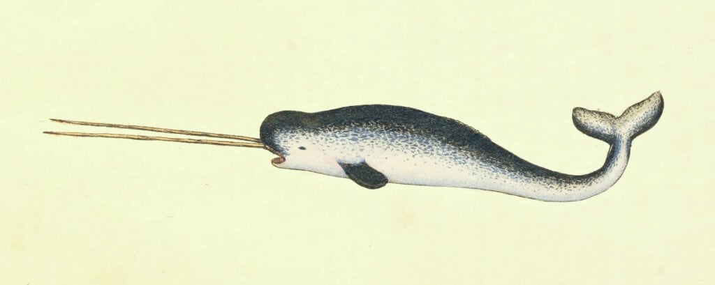 Narwhal with two horns.