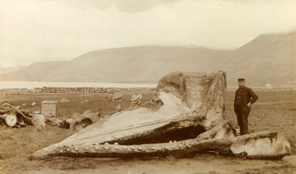 A man next to a sperm whale skull.