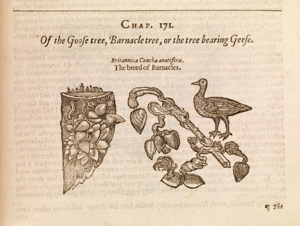 A diagram featuring barnacles on a tree branch along with a goose next to it.