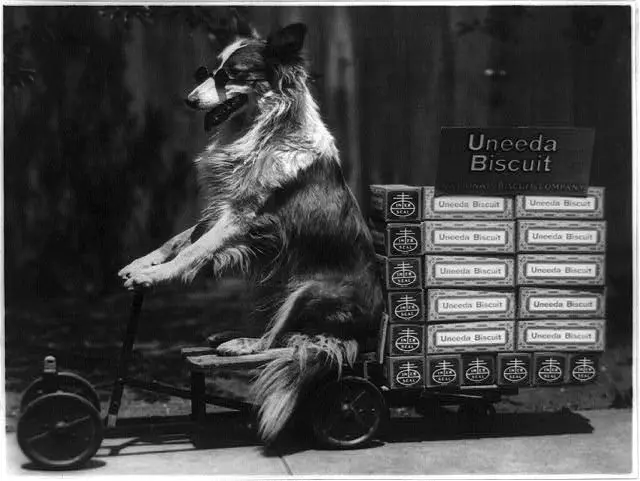 A dog wearing sunglasses while posed on the seat of a wagon, the wagon is full of Uneeda Biscuit boxes.