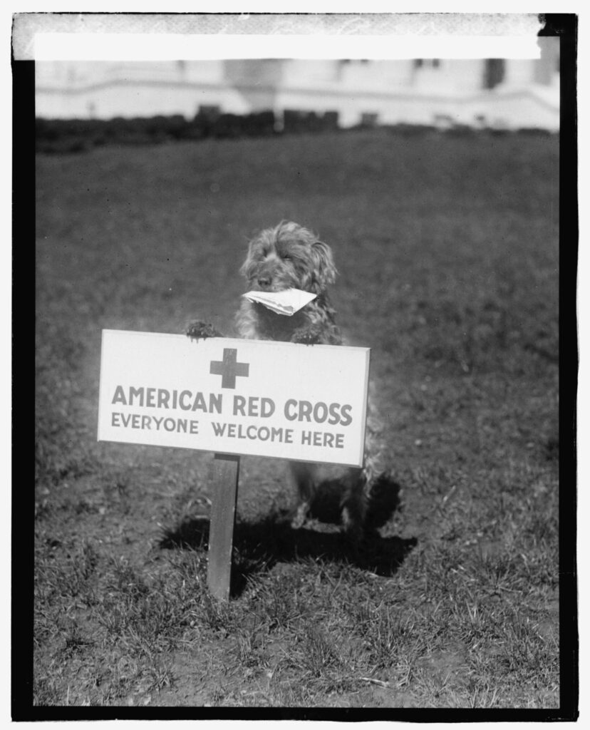 A dog with their paw on a sign that reads "American Red Cross Everyone Welcome Here".