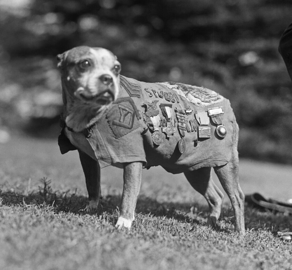 Stubby posing with his army vest, which is covered in medals. 