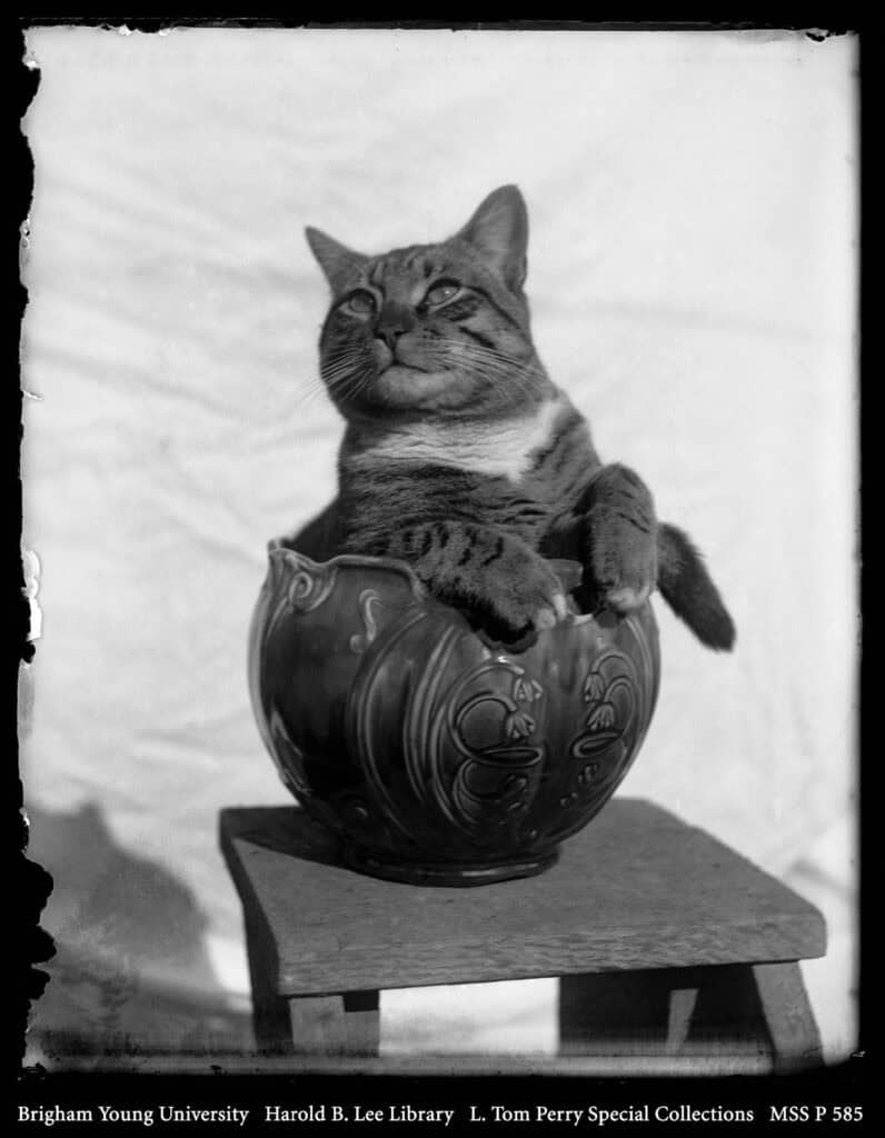 A tabby cat sitting in a bowl.