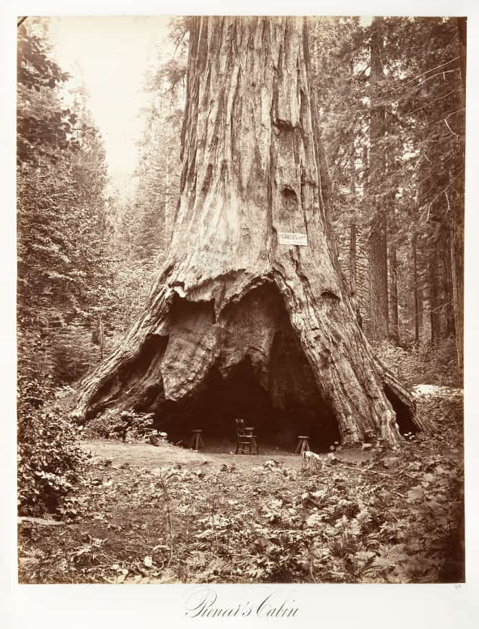 Pioneer’s Cabin – Giant Tree House