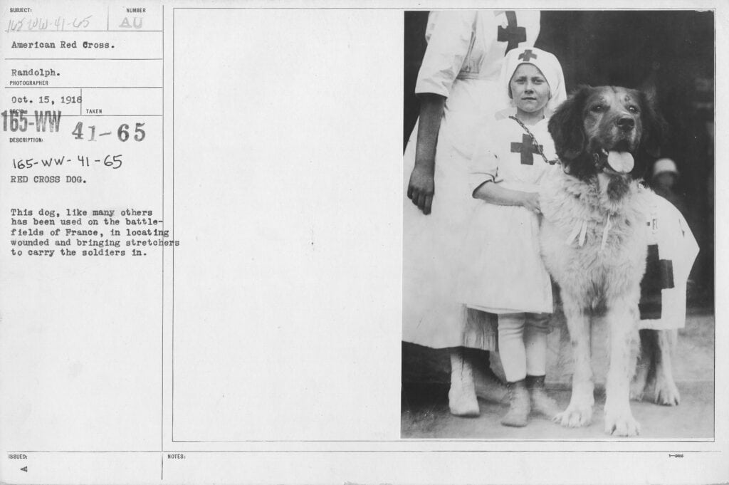 Postcard of a dog and girl, both wearing red cross uniforms.