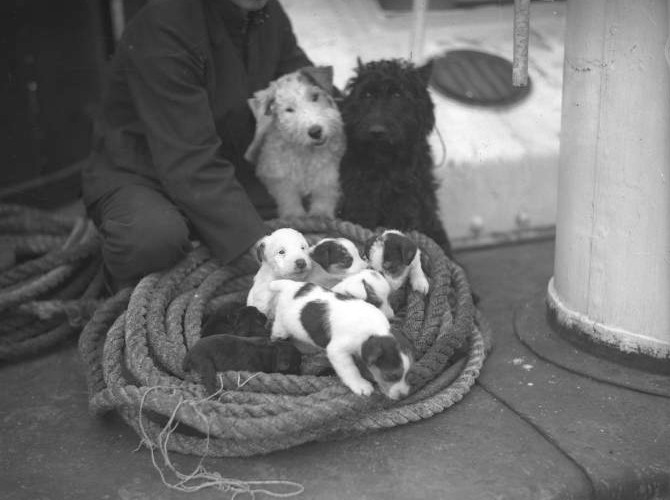 Puppies posed on top of a large boat rope, their parent dogs behind them. 